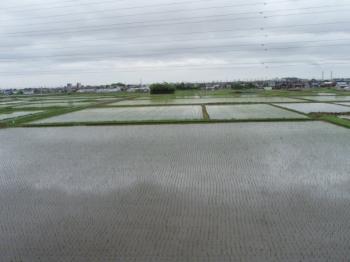 Rice fields.